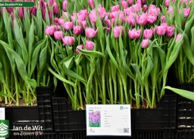 Tulipa Double Price ® (1)